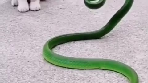 Cute Cat Fights with Snake | Cute pets