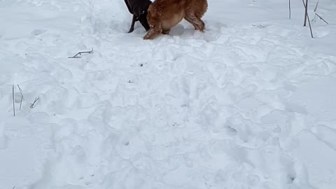 Stella and Brantley