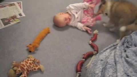 Dog Puppy vs baby fights.