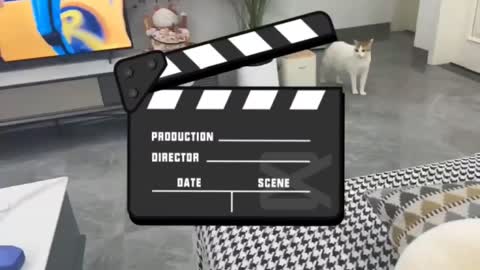 Cute Cats fighting videos