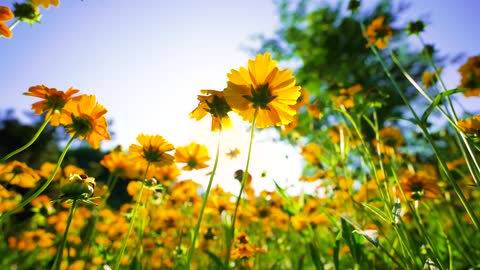 Flowers in full bloom