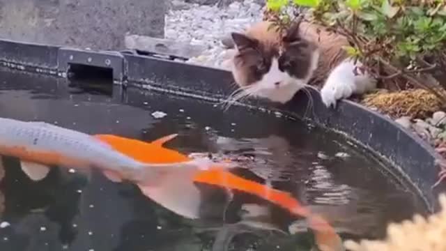Cat and fish. 🐈⬛🐡🐠