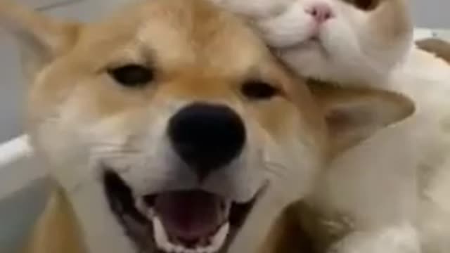 funny animal videos