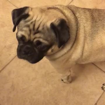 Pug “Grunts” In Paradise