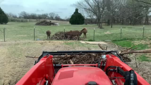 Mules in the way