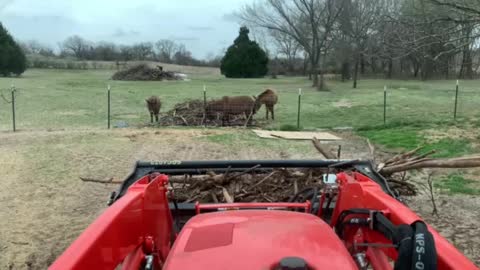 Mules in the way
