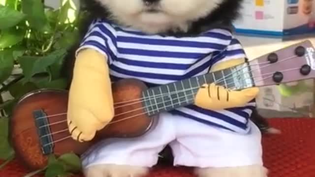 Cute dog try to play guitar funny video