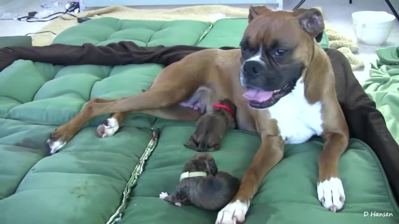 Amazing dog giving birth while standing