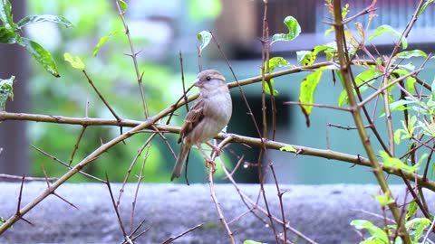 Rock sparrow on a three