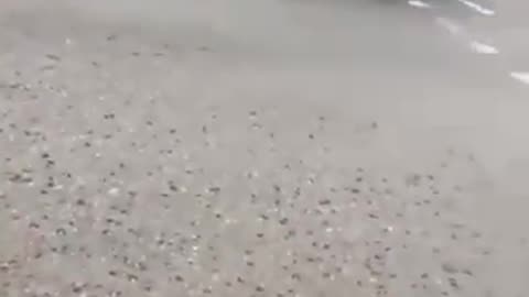 parking ticket inspector gets a rough up.
