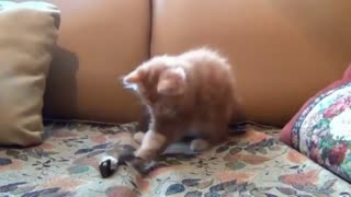 My Cat playing with her toy mouse