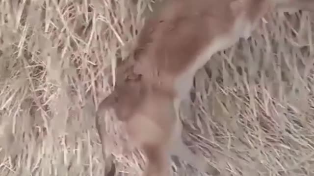 Animal video