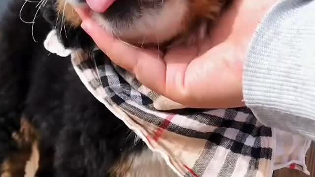A dog is the only creature that loves you more than yourself.