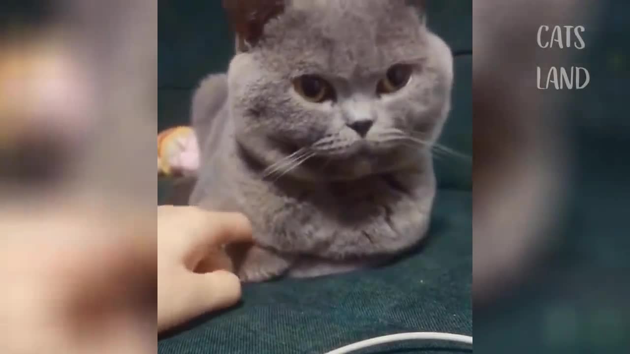 Funny Cat play🤣😂🤣🤣😂