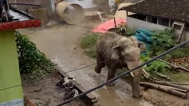 Angry Elephant