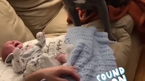 Attack Of The Funny Dogs / The Best Videos About Dogs