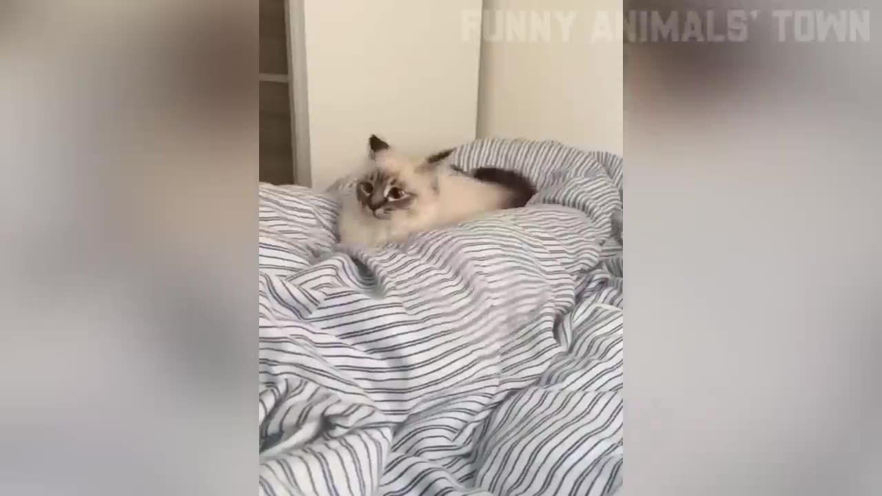 Funniest cat