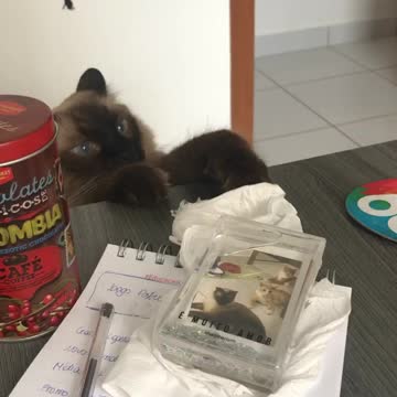 Sneaky cat gets caught trying to steal owner's stuff
