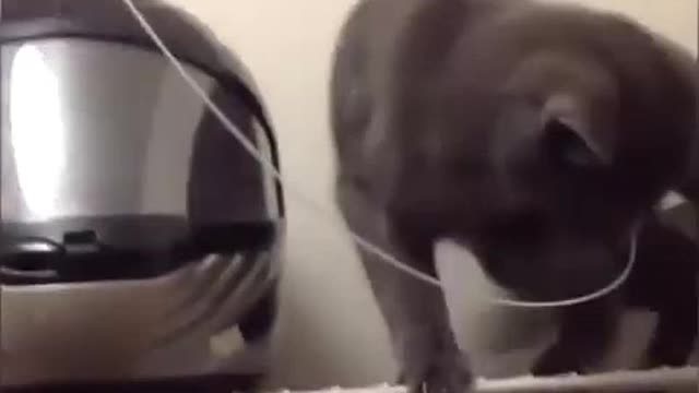 Momentos divertidos de la vida de los gatos