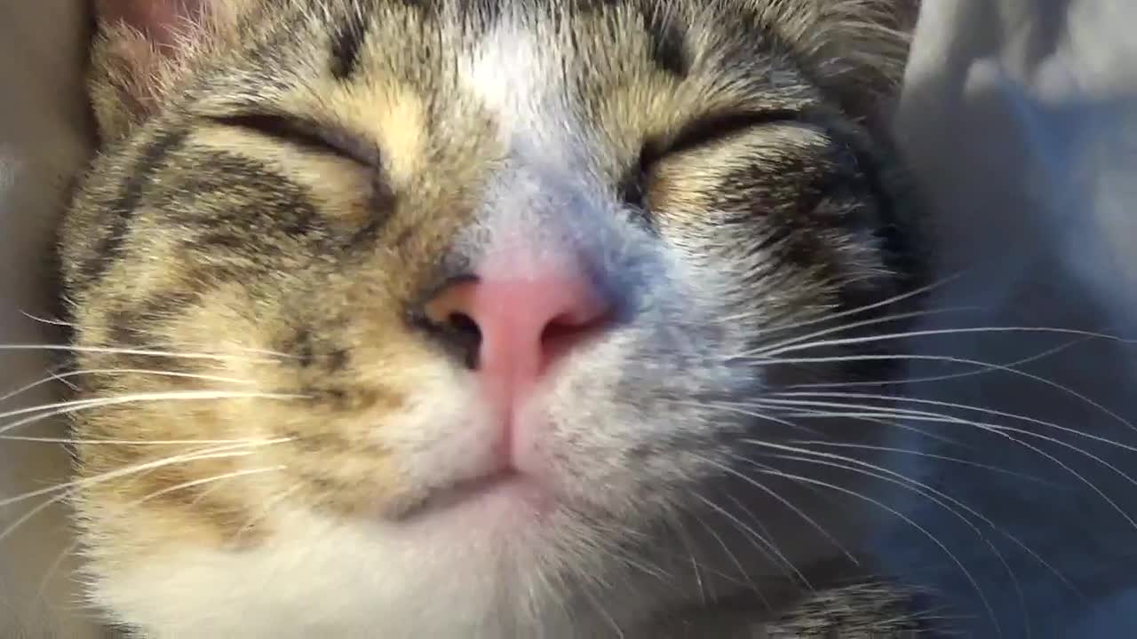 I Touch the Cute Kitten Nose