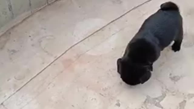 Puppy playing with ball,little puppy