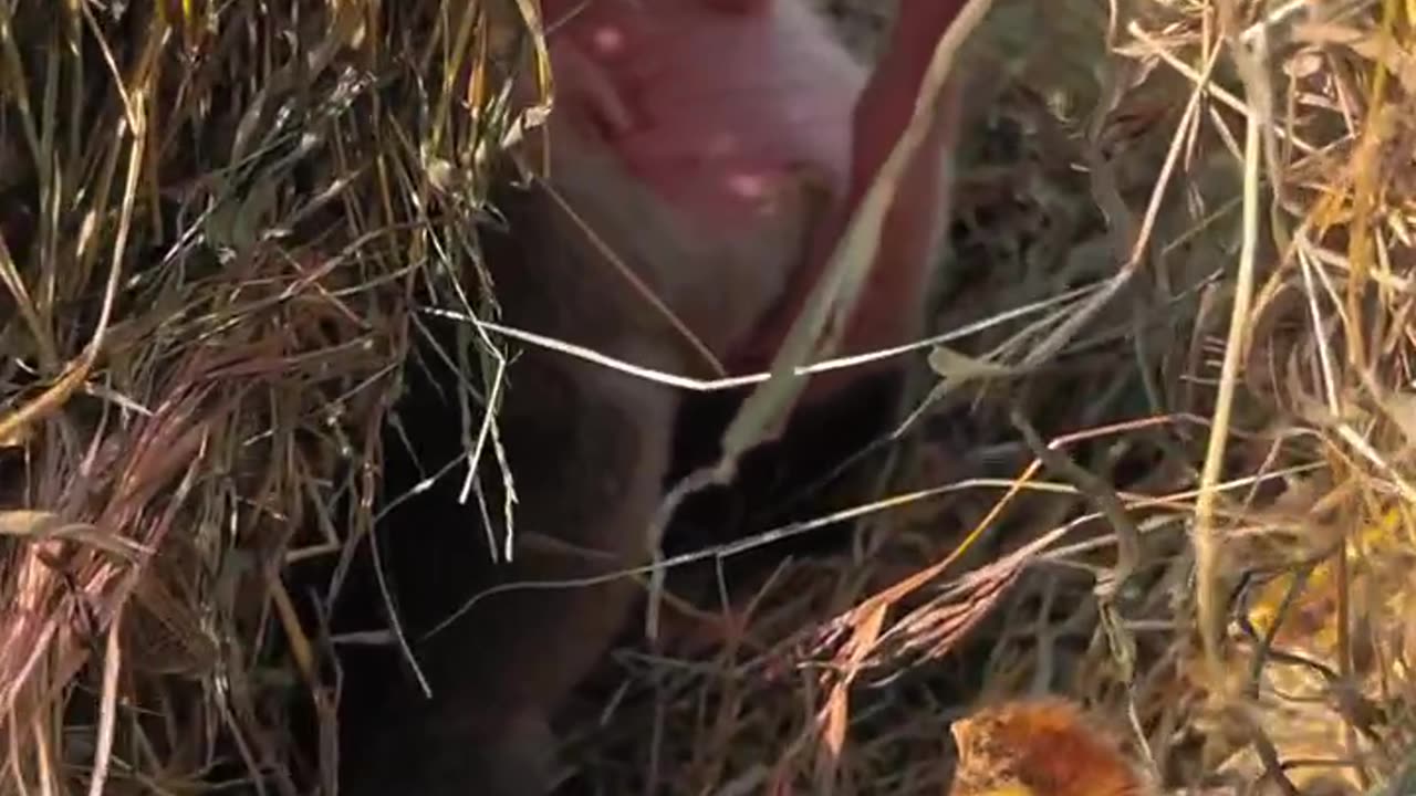 小狗在猪妈妈身旁睡着了The puppy fell asleep next to the mother pig