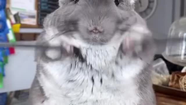 Funny dog video