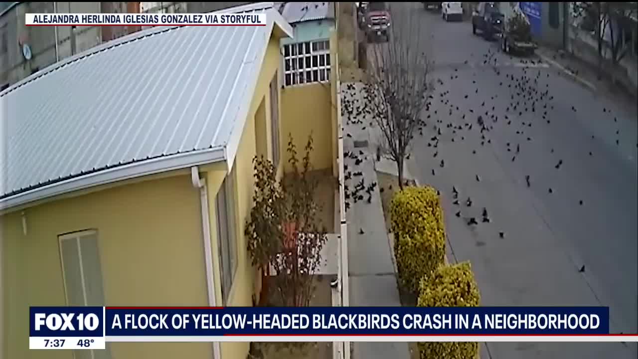 Hundreds of birds fall from the sky