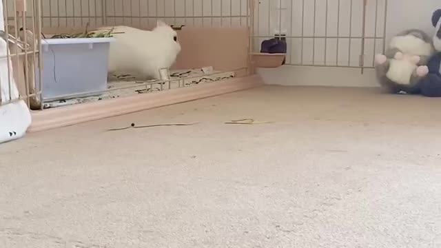 Daily life of pet rabbits