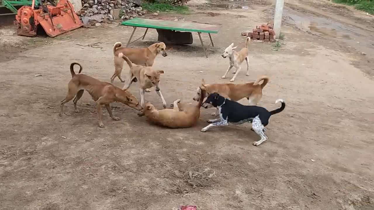 Dog Fight