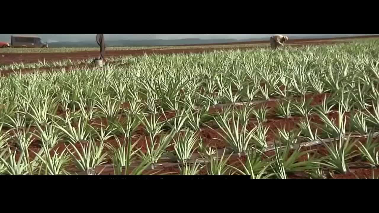 Amazing pineapple growing and processing