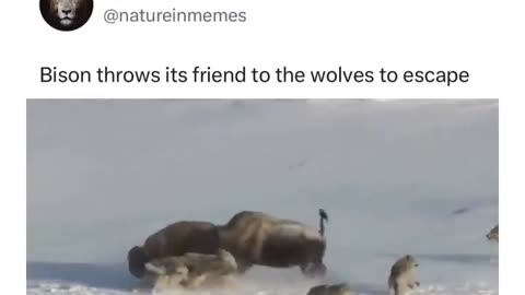 Bison Throws Friend To Wolves In Order To Escape