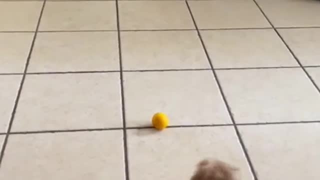 Being good to a dog may only take a part of your time