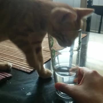 Kitten Drinks Water In The Cutest Way Possible