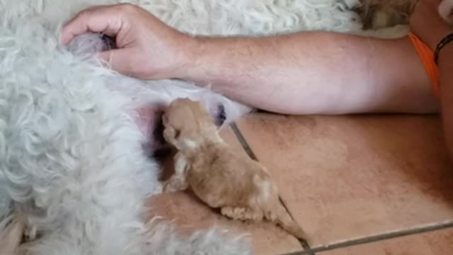 Cissye solo @ 24 days 8.19.21