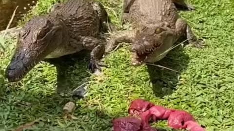 animal fighting - Animal Planet