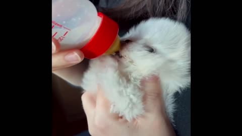 The Funniest and Cutest Animals 02