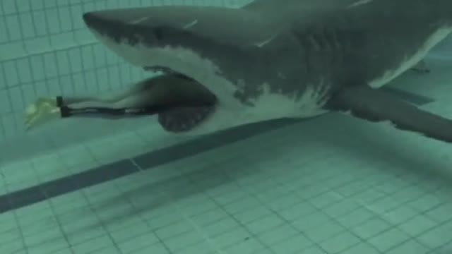 MAN SWALLOWED BY SHARK
