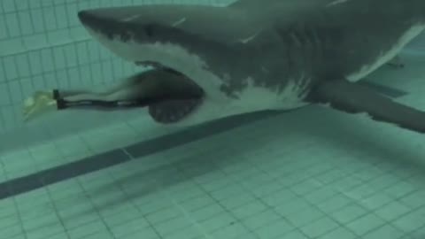 MAN SWALLOWED BY SHARK