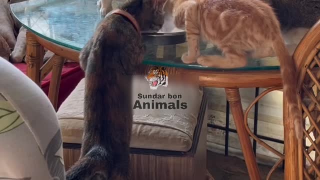 dog treatment cat Work Hard To Save Dog Bitten By Rattlesnake dog video