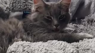 Silly Kitten Adorably Loses Control Of His Tongue