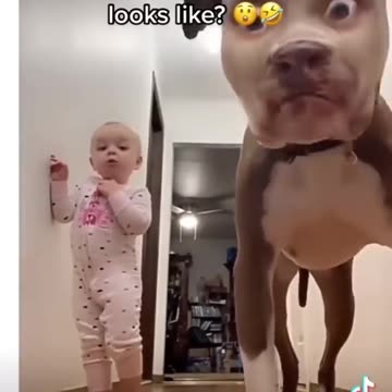 Funnies dog videos we have a new cute and funny animal videos