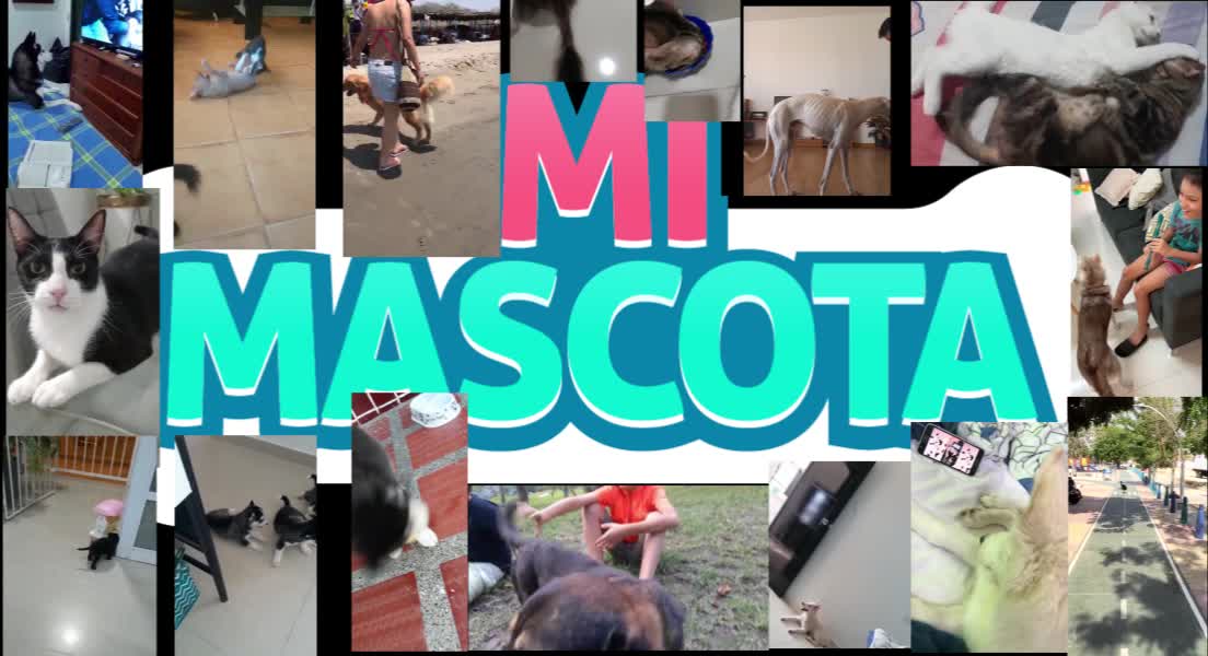 Ojo al cuidado dental de su mascota