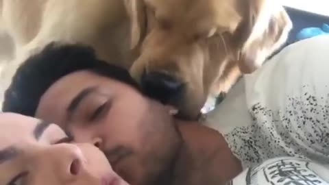 Dog Wants Kisses Too