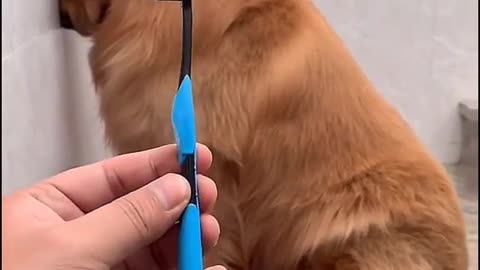 dog ate the toothbrush 🤣