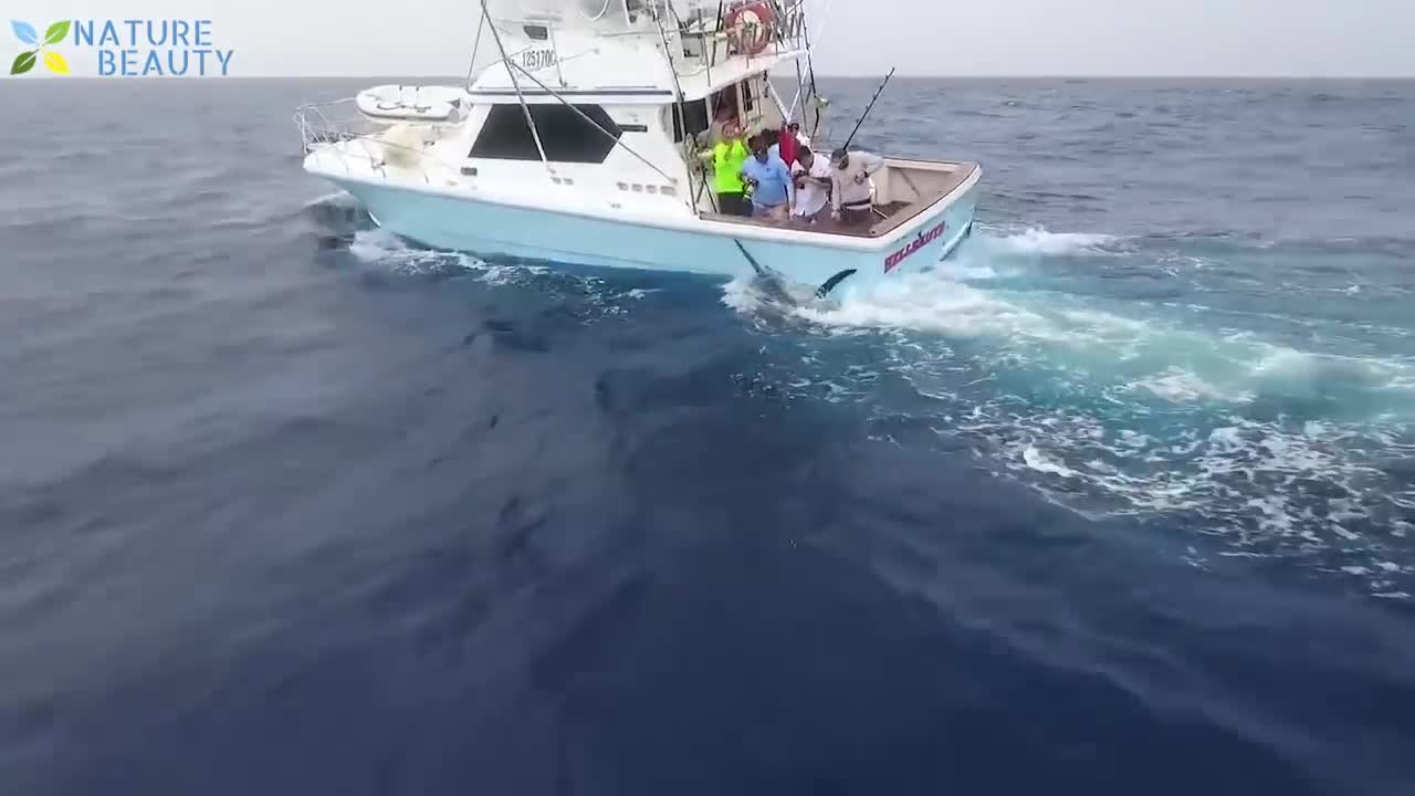 Top 5 Big Fish Caught in The Sea are Recorded By Cameras - (2019 - 2021)
