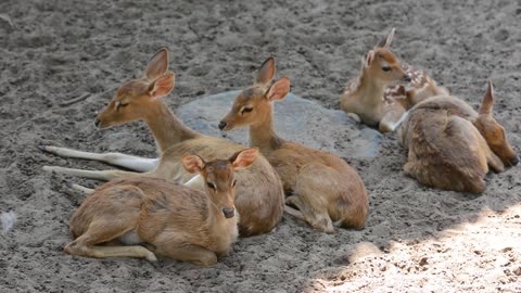 beautiful Wild deer in group