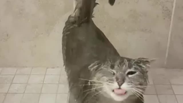 Cat taking a shower