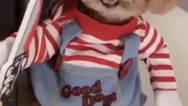 chucky's dog
