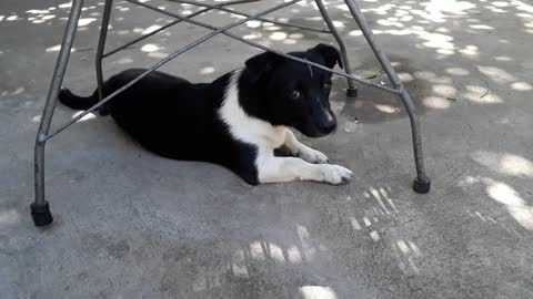 He was sad: There were some marmosets on the tree my dog ​​wanted to catch and he couldn't